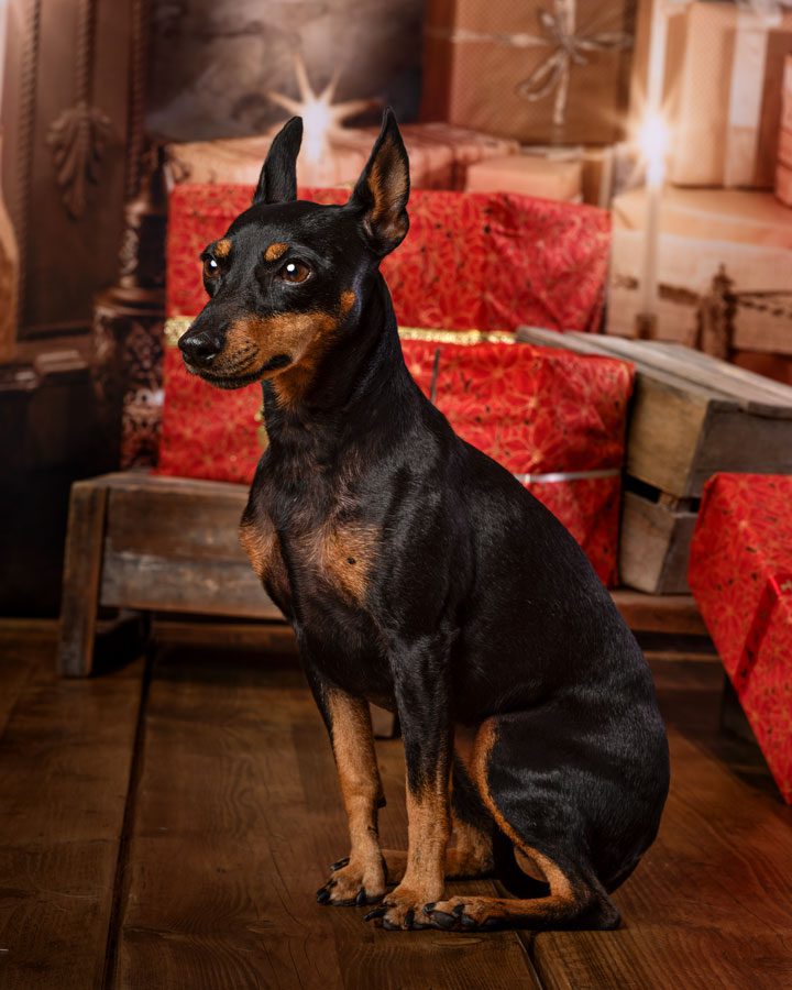 Dogs Christmas photo shoot Theresa Olesen